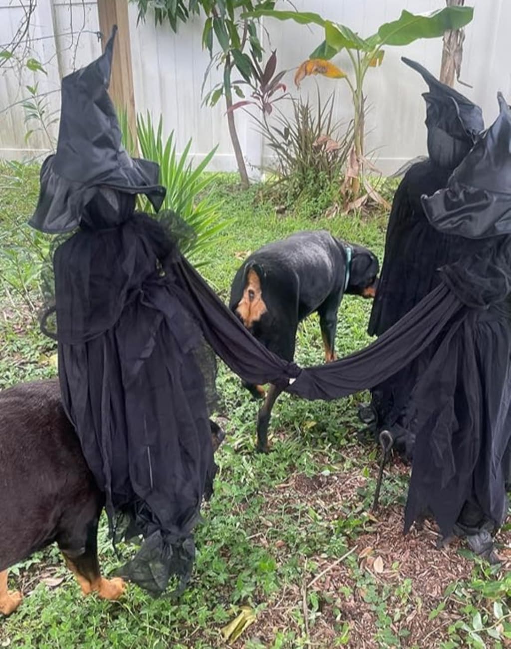 Lighted Witchstakes
